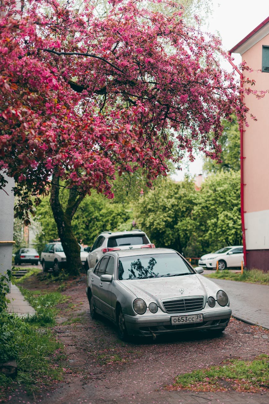 silver car parked under the tree