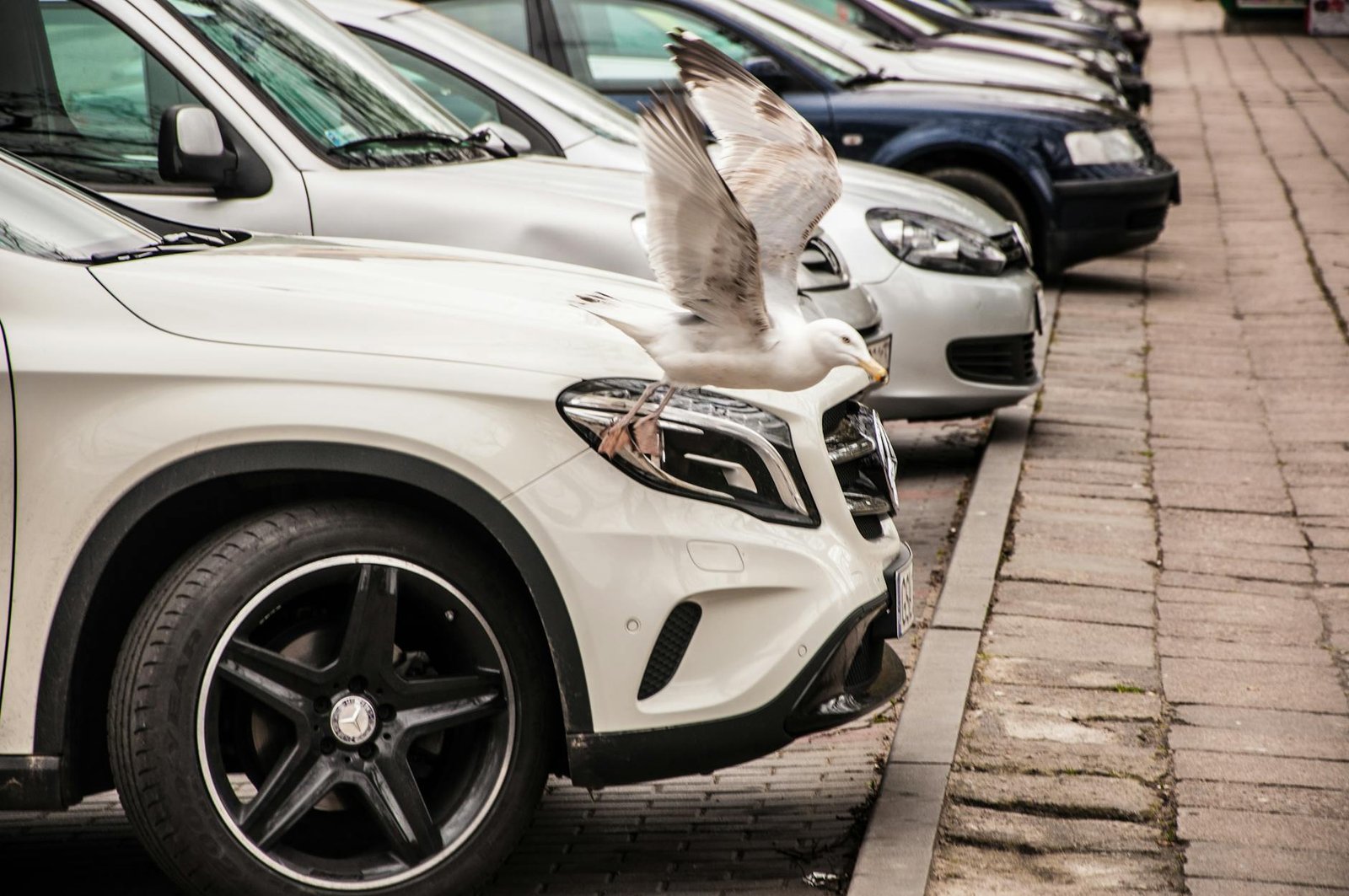 white and black bird beside car headlight